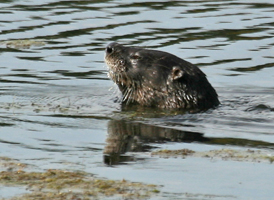 Northern River Otter